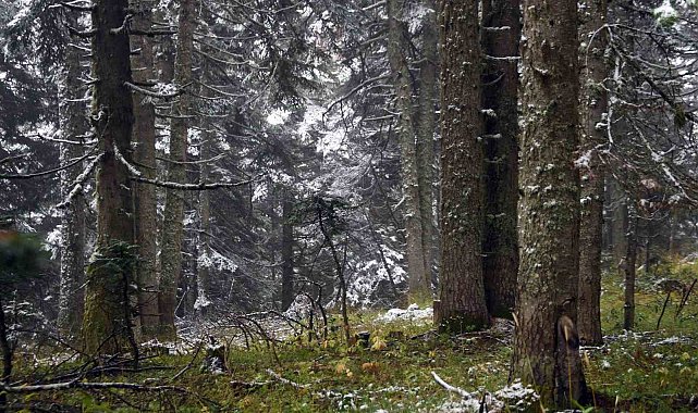 Ilgaz Dağı'nda kar yağışı etkili oldu: Ortaya mest eden görüntüler çıktı
