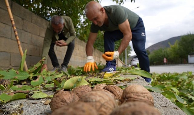 İnce kabuklu, dolu içli Erzincan cevizinde hasat zamanı