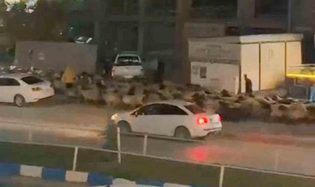İşlek caddede koyun sürüsünün geçişi ilginç görüntüler oluşturdu