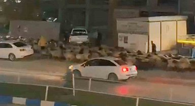 İşlek caddede koyun sürüsünün geçişi ilginç görüntüler oluşturdu