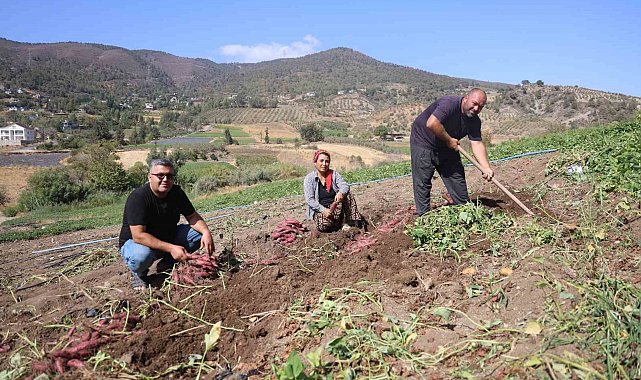 İsmi gibi tadıyla dikkat çeken şifa deposu tatlı patateste hasat başladı