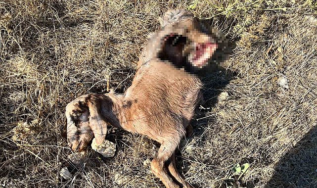 İstanbul'a bir günlüğüne iş seyahatine gitti, döndüğüne keçilerini parçalanmış halde buldu