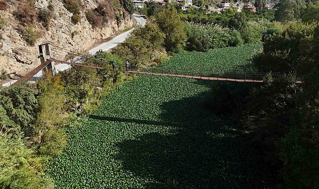 İstilacı su sümbülleri, Asi nehrini yeşile bürüyerek suyu görünmez hale getirdi