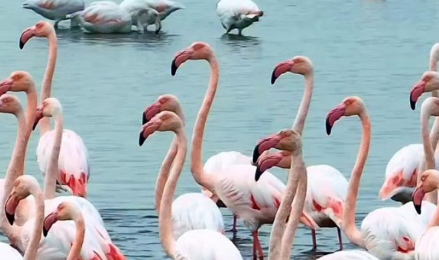 İzmit Körfezi'nde "allı turna" şöleni