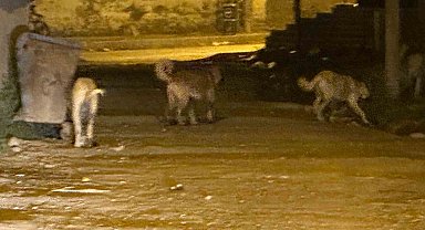 Kağızman'da sokak köpekleri tehlike saçıyor: Vatandaşlar ve veliler tedirgin
