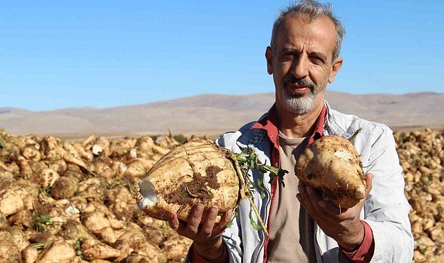 Kahramanmaraş'ta şeker pancarı sökümü başladı