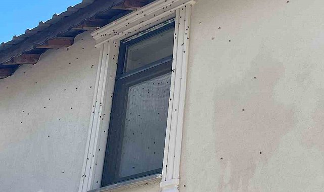 Kahverengi kokarca böceği istilası