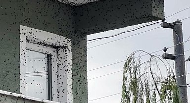 Kahverengi kokarcaların sardığı bina adeta renk değişti