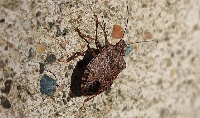 Kahverengi kokarcanın kışlaklara yönelme tehlikesi