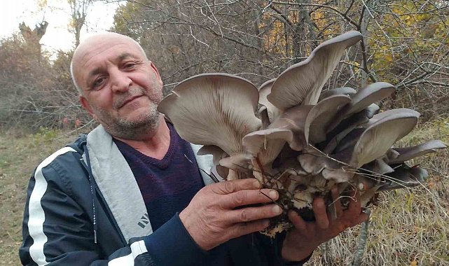 Kanlıca mantarı vatandaşların ilgi odağı oldu