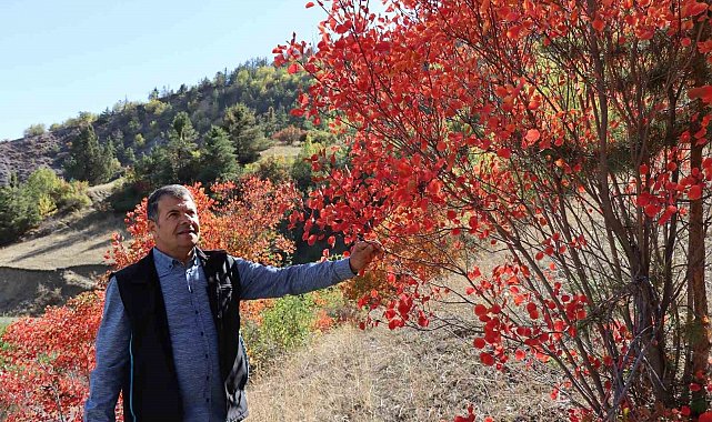 Kaplaç Ağaçları doğayı kırmızıya boyadı