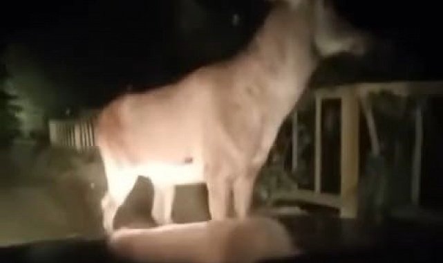 Karabük ormanlarında erkek geyik ve karaca görüntülendi