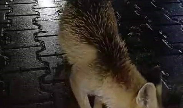 Karabük'te tır sürücüsü tilkiyi ekmekle besledi