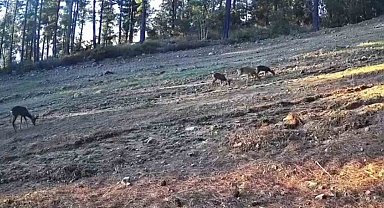 Karaca ailesi Ganos Dağları'nda fotokapana takıldı