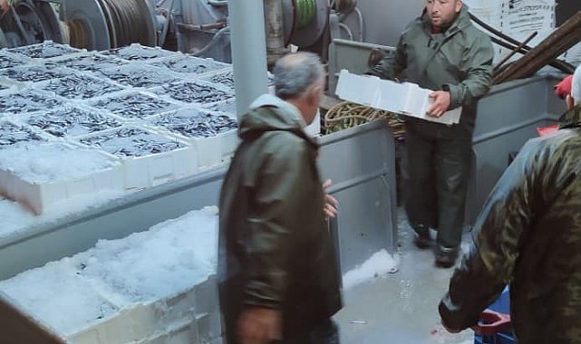 Karadeniz'de hamsi bolluğu
