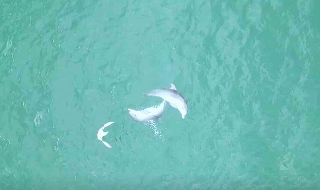 Karadeniz'de yunusların dansı dron kamerasına takıldı