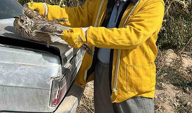 Karapınar'da tarlada bulunan yaralı kulaklı baykuş kurtarıldı