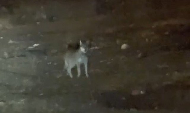 Kars'ın en şaşırtan misafiri: Kurt merkezde gezintiye çıktı