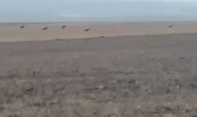 Kars'ta köye inen kurt sürüsü kamerada