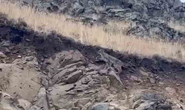 Kars'ta ormanların hayaleti vaşak kameraya yansıdı