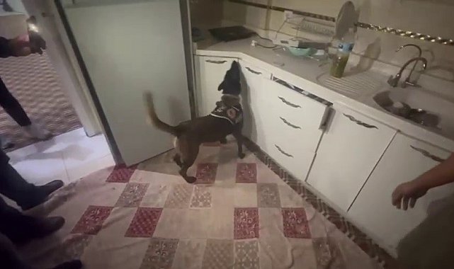 Kasaya zulalanan 10 kiloluk uyuşturucuyu narkotik köpeği 'Alis' buldu