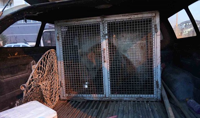 Kastamonu'da ilçenin maskotu haline gelen yavru ayılar, koruma altına alındı