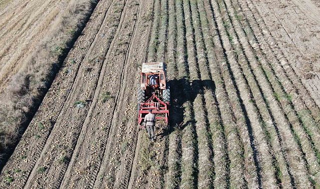 Kastamonu'da patates hasadı sürüyor