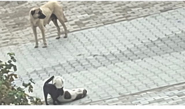 Kedi-köpek dostluğu kameralara yansıdı