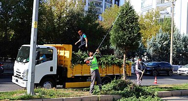 Kent genelinde ağaç budama çalışmaları başladı