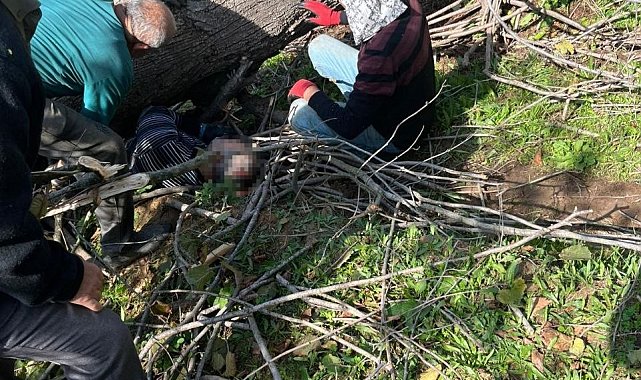 Kestiği ağacın altında kalarak yaralanmıştı, hastanede hayatını kaybetti