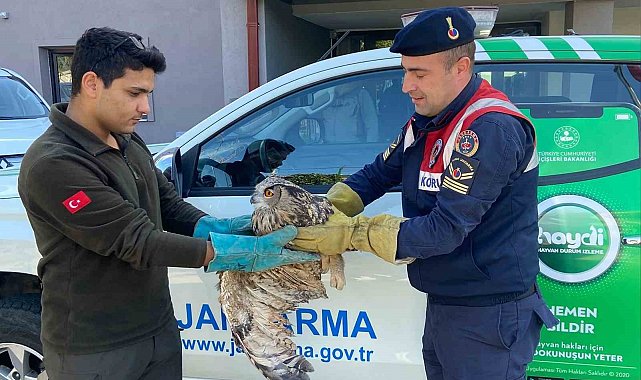 Kırıkkale'de yaralı puhu kuşu tedaviyle yaşama döndü