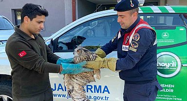 Kırıkkale'de yaralı puhu kuşu tedaviyle yaşama döndü