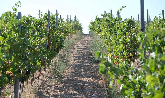 Kırklareli'nde zirai dondan etkilenen üreticilere destek ödemesi