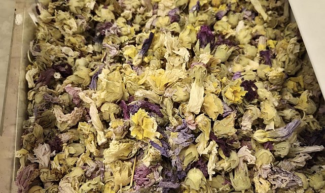 Kışın favorisi: Zencefil, propolisli macun, kara mürver ve karadut pekmezleri