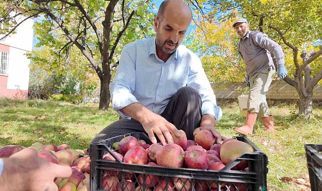 Kışlık elmalar dallardan indirilmeye başlandı