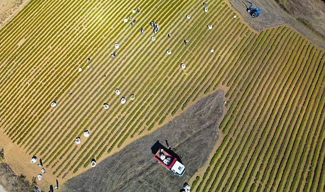 Kocaeli'de tıbbi ve aromatik bitki hasadı başladı