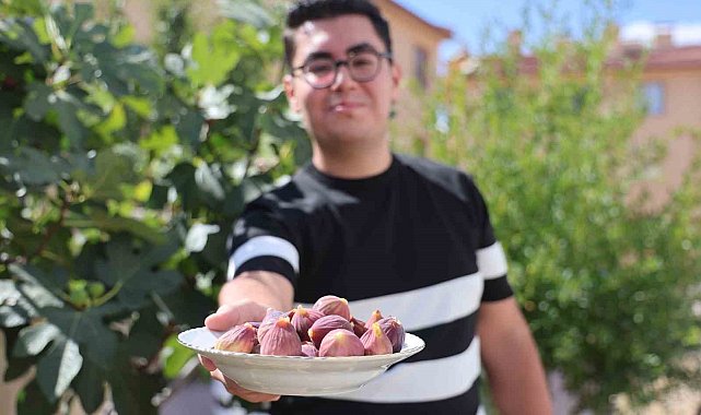 Konya'da yetişmesi zor bilinen inciri apartman bahçesinde yetiştirdi