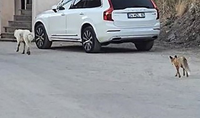 Köpeğin peşine takılan tilki kamerada