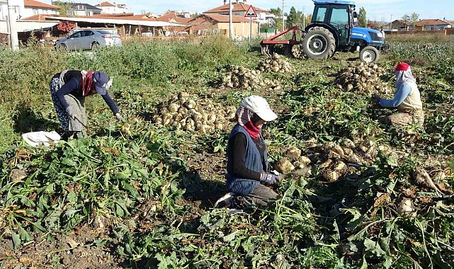 Kütahya'da pancar hasadı başladı