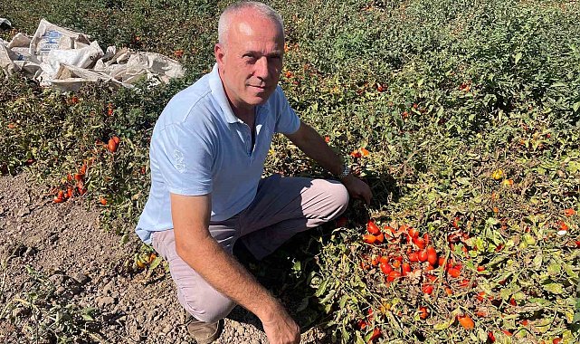 Londra'da kazandıklarıyla memleketine toprak yatırımı yaptı