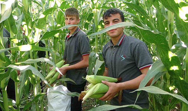 Malatya'da Tarım Lisesi Öğrencileri silajlık mısır hasadına başladı