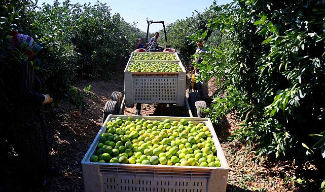 Mandalinada hasat zamanı, verim yüksek: Kilosu 8-15 TL arasında