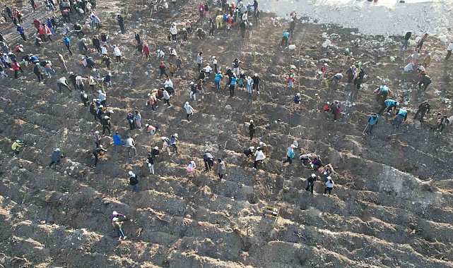 Manisa'da binlerce fidan toprakla buluşacak