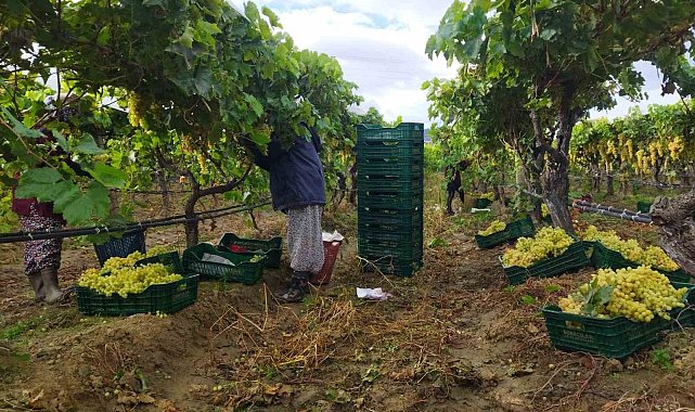 Manisa'da üzüm hasadı yağmur ve çamura rağmen devam ediyor