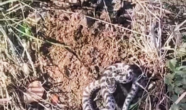 Mantar ararken dünyanın en zehirli yılanlarından engerekle karşılaştı