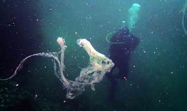 Marmara'da mercanlara müsilaj tehdidi