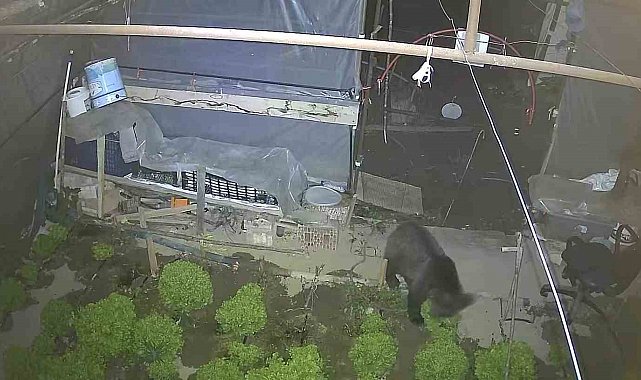 Marul çadırında şaşırtan misafir: Yavru ayı iki gecedir marul ziyafeti çekiyor