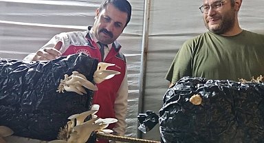Menteşe'de istiridye mantarı üretimine yerinde denetim