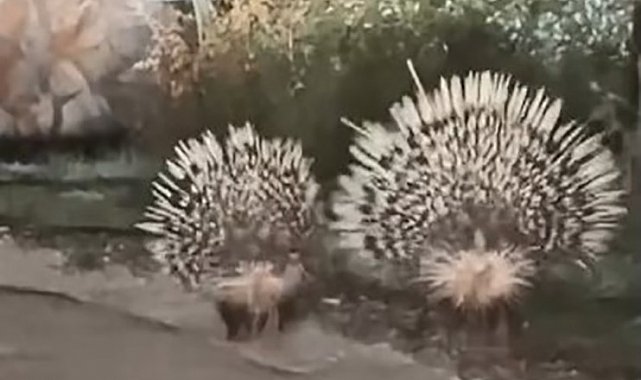 Menteşe'de oklu kirpiler kamerada