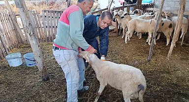 Menteşe'de şap aşısı kampanyası hız kesmiyor